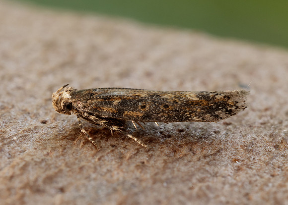 35.118 BF814 Beet Moth Scrobipalpa ocellatella