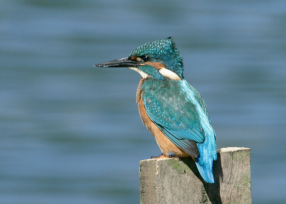 Kingfisher Alcedo atthis
