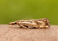 63.102 BF1316 Catoptria falsella
