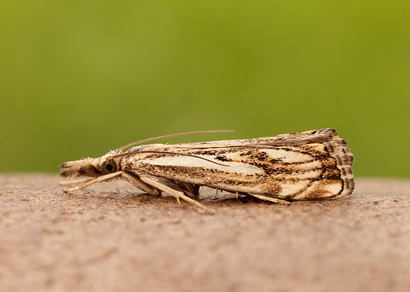 63.102 BF1316 Catoptria falsella