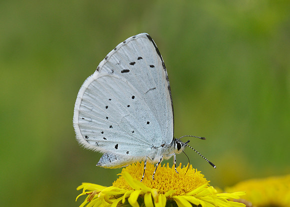 Holly Blue Celastrina argiolus
