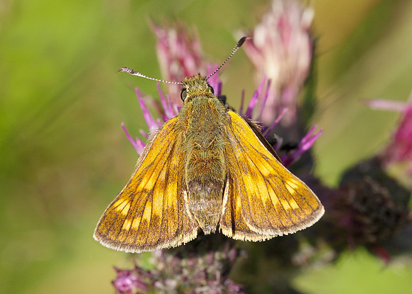 Large Skipper Ochlodes venata