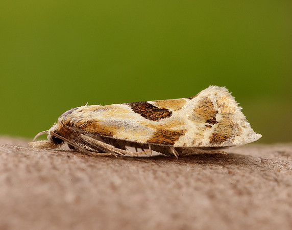 49.128 BF946 Aethes rubigana