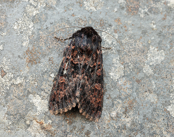 73.167 BF2324 Northern Arches Apamea exulis