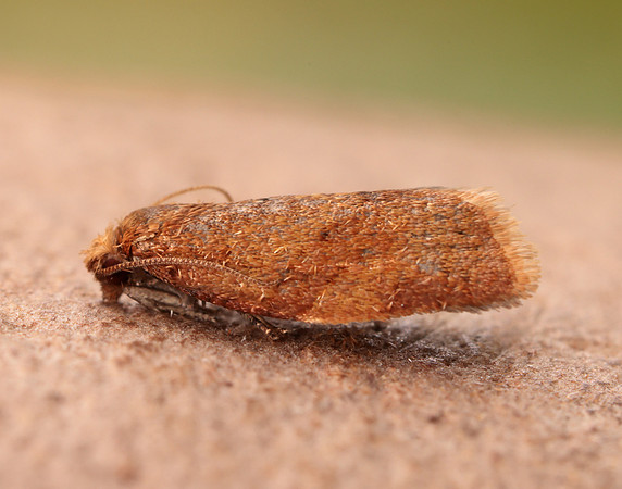 49.038 BF994 Clepsis consimilana
