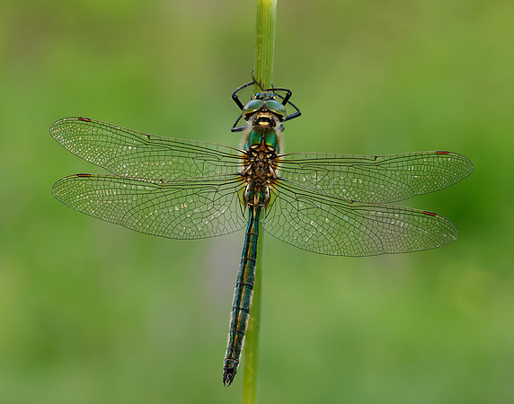 Brilliant Emerald Somatochlora metallica