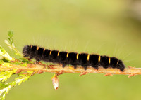 66.008 BF1638 Fox Moth Macrothylacia rubi