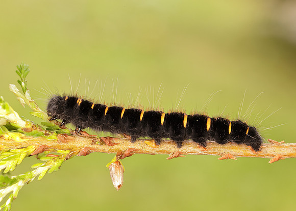 66.008 BF1638 Fox Moth Macrothylacia rubi