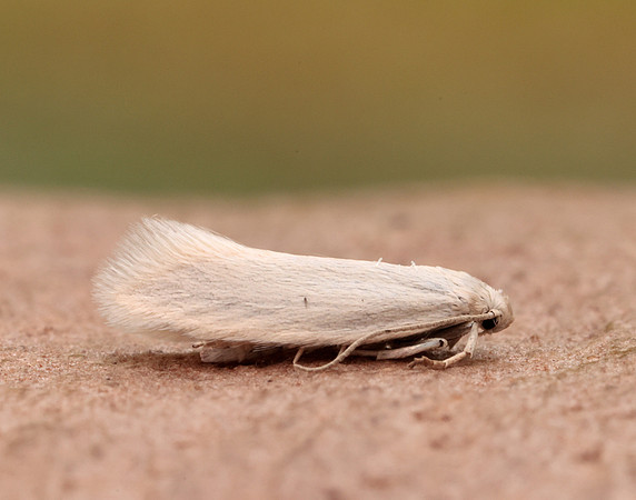 38.004 BF610 Elachista argentella