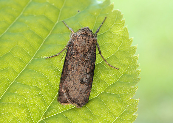 73.319 BF2087 Turnip Moth Agrotis segetum