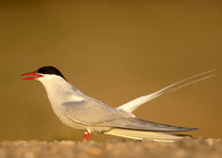 Arctic Tern Sterna paradisaea