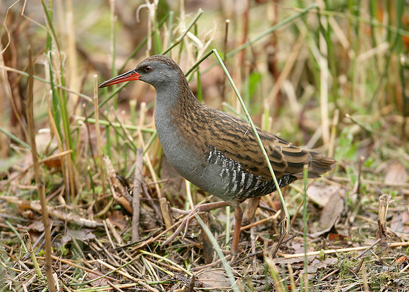 Water Rail Rallus aquaticus