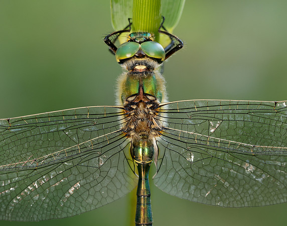 Brilliant Emerald Somatochlora metallica