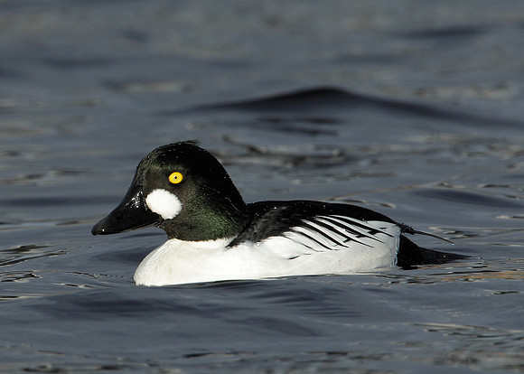 Goldeneye Bucephala clangula