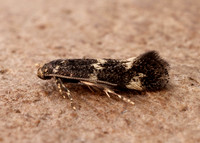 38.025 BF597 Elachista atricomella