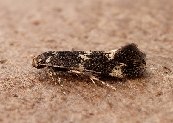 38.025 BF597 Elachista atricomella