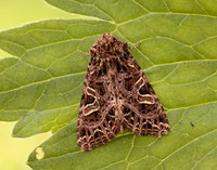 73.276 BF2166 Campion Sideridis rivularis
