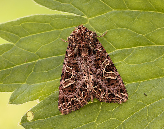 73.276 BF2166 Campion Sideridis rivularis