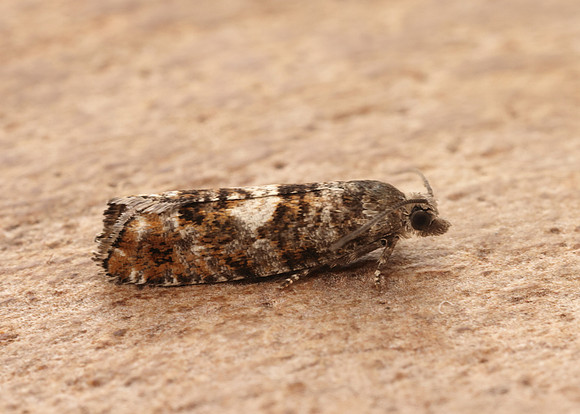 49.251 BF1146 Epinotia rubiginosana