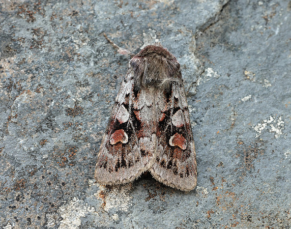 73.363 BF2125 Northern Dart Xestia alpicola