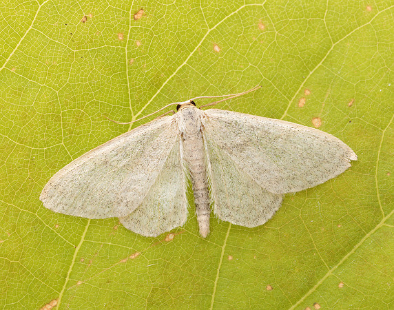 70.009 BF1709 Satin Wave Idaea subsericeata