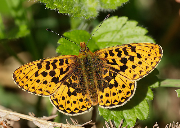 Pearl-Bordered Fritillary Boloria euphrosyne
