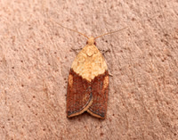 49.039 BF998 Light Brown Apple Moth Epiphyas postvittana