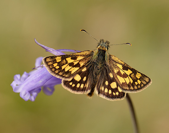 Chequered Skipper Carterocephalus palaemon