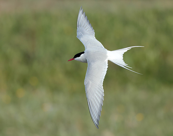 Arctic Tern Sterna paradisaea