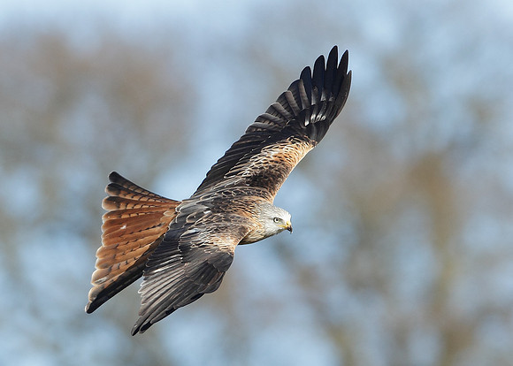 Red Kite Milvus milvus