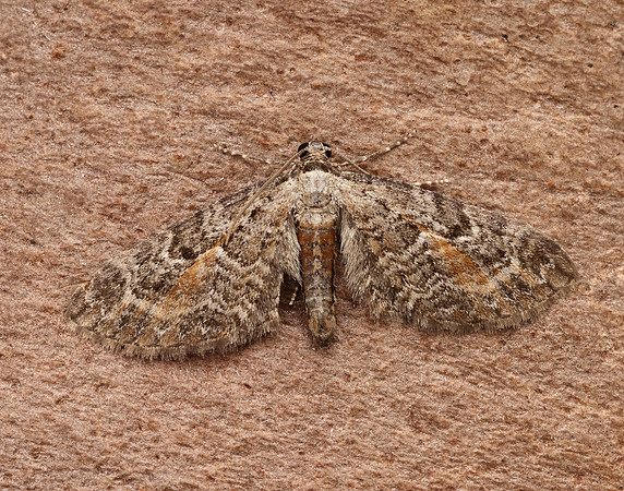 70.187 BF1838 Tawny Speckled Pug Eupithecia icterata