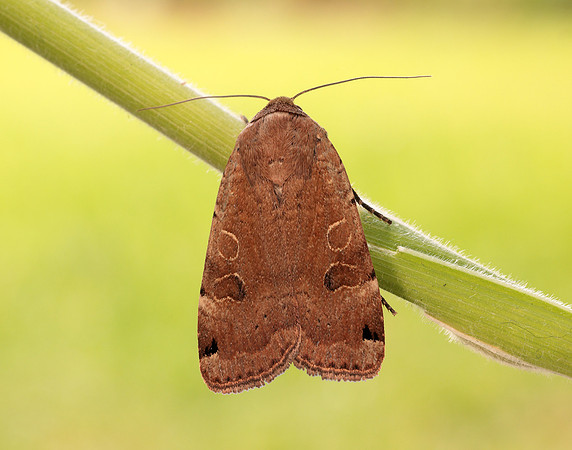 73.344 BF2108 Lunar Yellow Underwing Noctua orbona