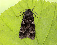 3.350 BF2137 Great Brocade Eurois occulta