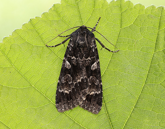 3.350 BF2137 Great Brocade Eurois occulta