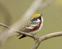 Chestnut-sided Warbler Setophaga pensylvanica