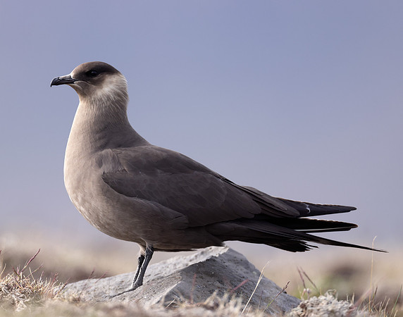 Arctic Skua Stercorarius parasiticus