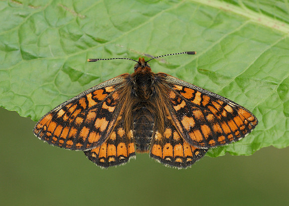 Marsh Fritillary Euphydryas aurinia
