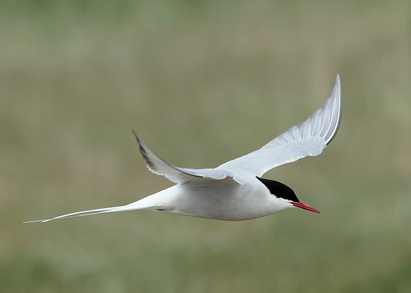 Arctic Tern Sterna paradisaea