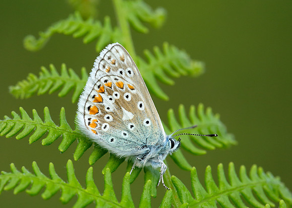 Common Blue Polyommatus icarus