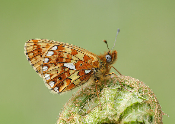 Pearl-Bordered Fritillary Boloria euphrosyne