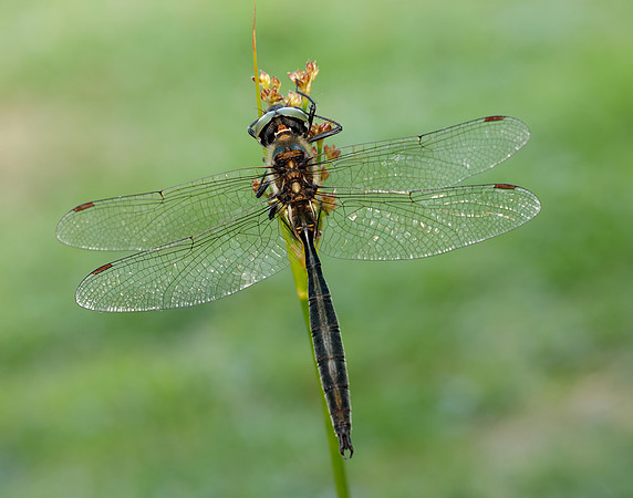 Northern Emerald Somatochlora arctica