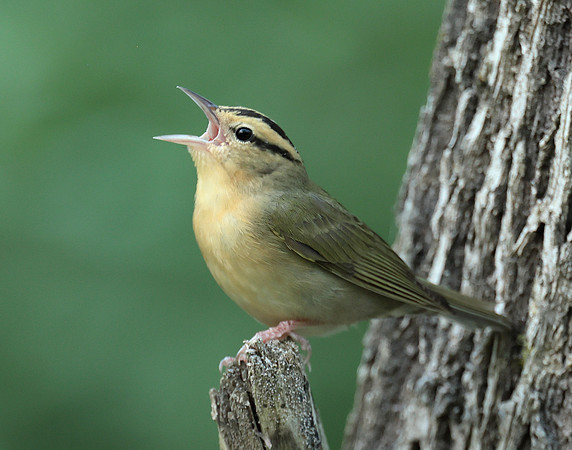Worm-eating Warbler Helmitheros vermivorum