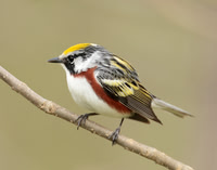 Chestnut-sided Warbler Setophaga pensylvanica