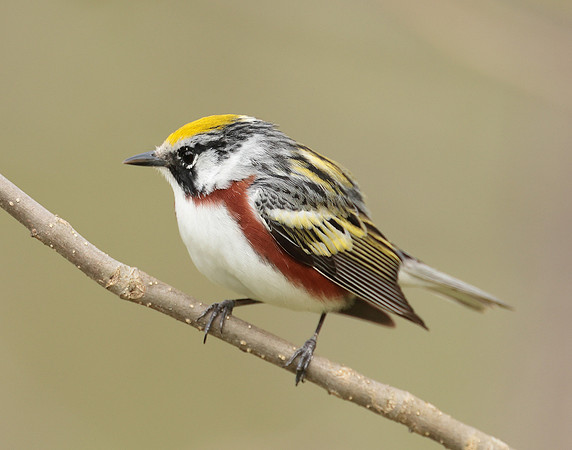 Chestnut-sided Warbler Setophaga pensylvanica