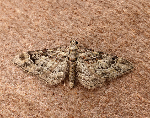 70.141 BF1862 Double-striped Pug Gymnoscelis rufifasciata