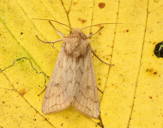 73.295 BF2195 Delicate Mythimna vitellina
