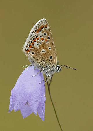 Common Blue Polyommatus icarus