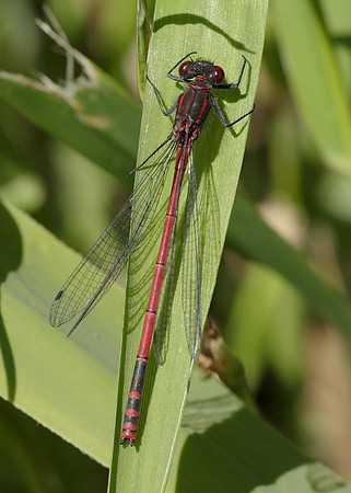 Large Red Damselfly Pyrrhosoma nymphula