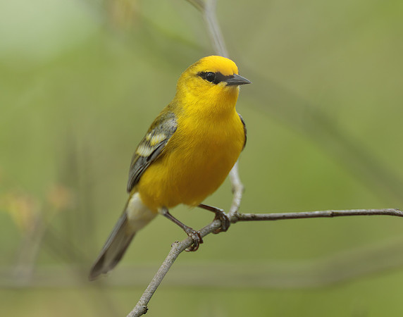Blue-winged Warbler Vermivora cyanoptera
