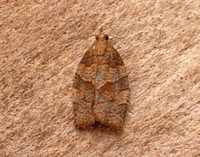49.026 BF972 Dark Fruit-tree Tortrix Pandemis heparana